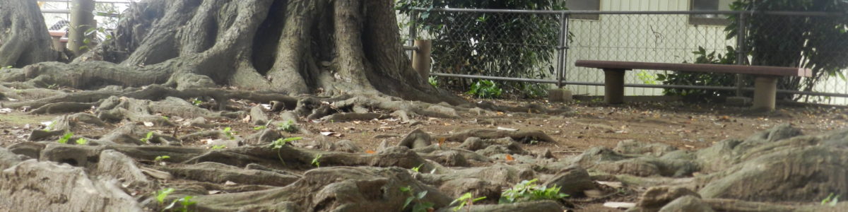 上山神明宮巨木